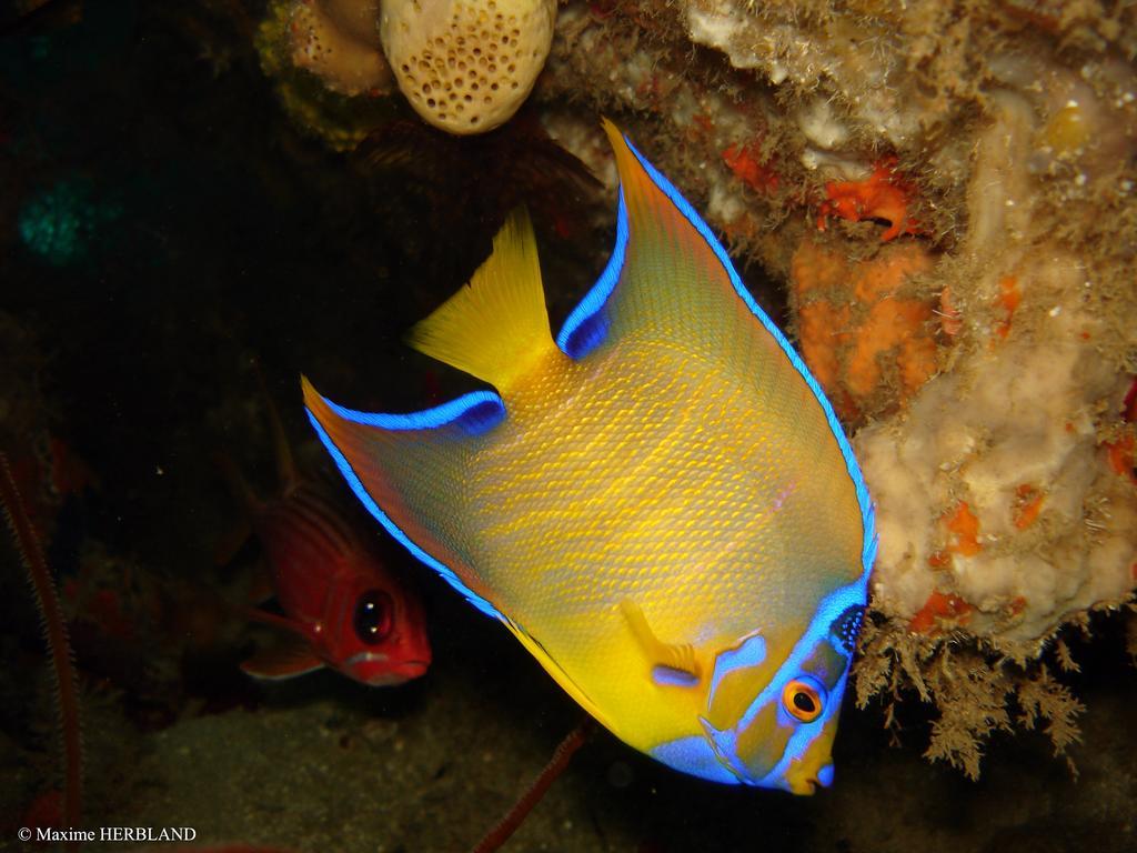 Carribbean Madicreole Au Carbet Villa ลาการ์เบต์ ภายนอก รูปภาพ