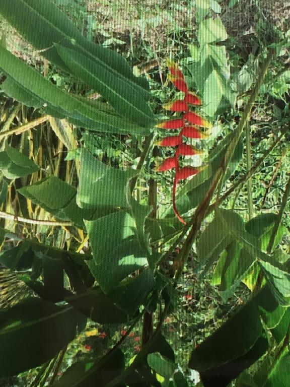 Carribbean Madicreole Au Carbet Villa ลาการ์เบต์ ภายนอก รูปภาพ